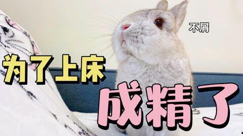 娱乐吃瓜兔子